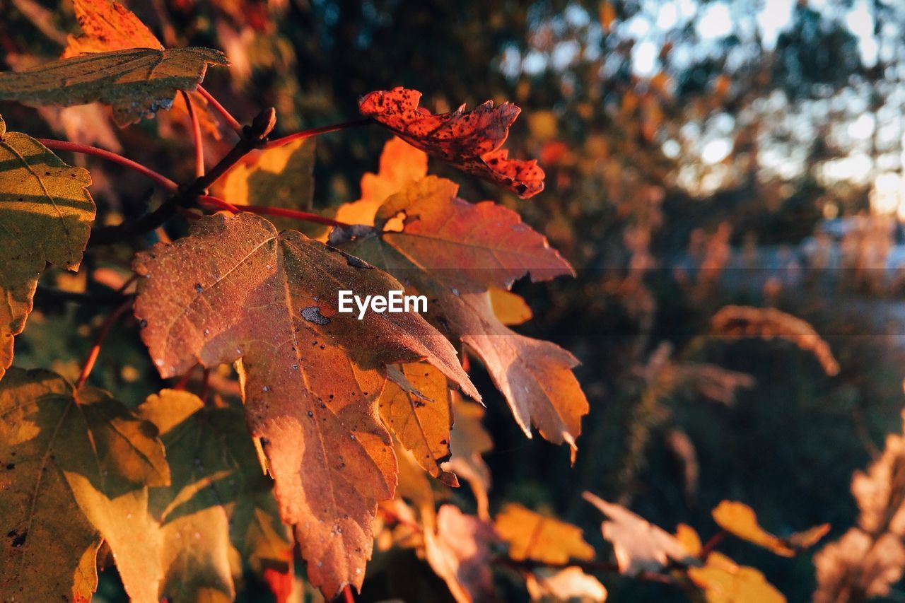 Colorful autumn leaves