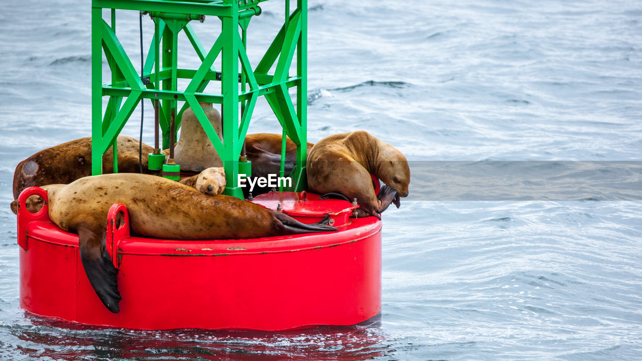 VIEW OF DOG IN A CONTAINER BY SEA