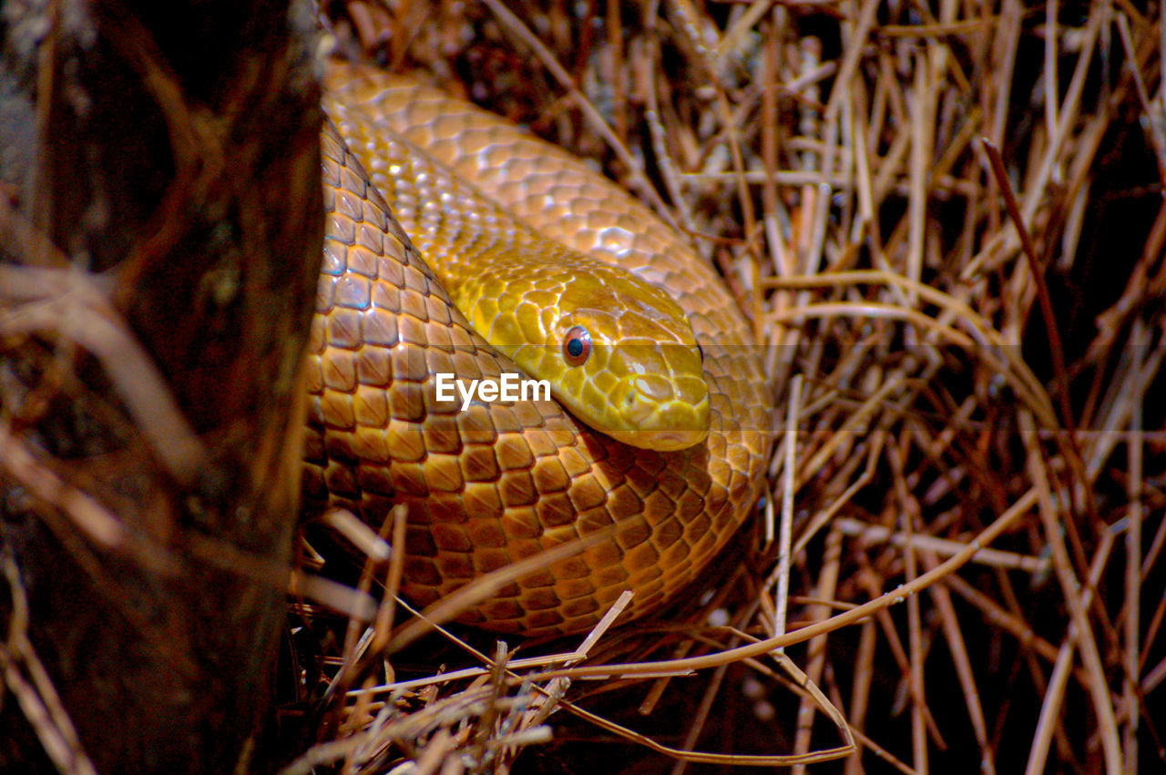 CLOSE-UP OF A LIZARD