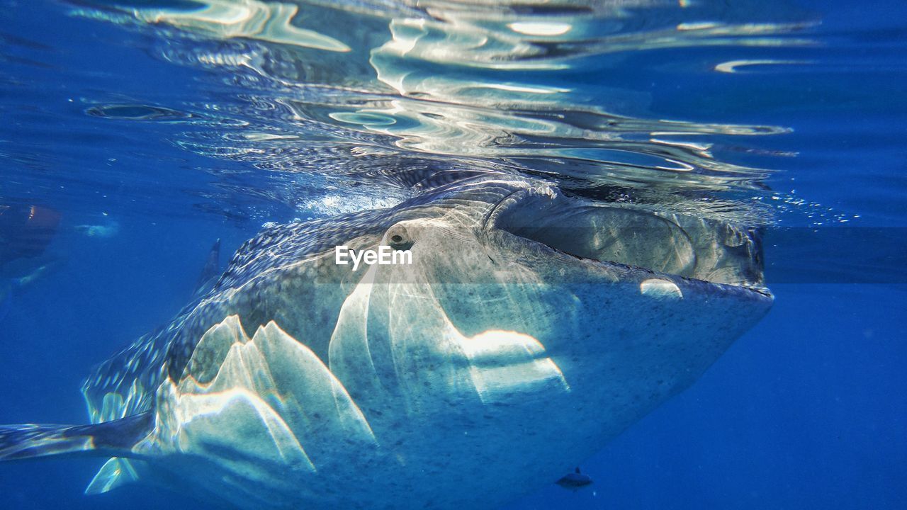 Oslob whale shark