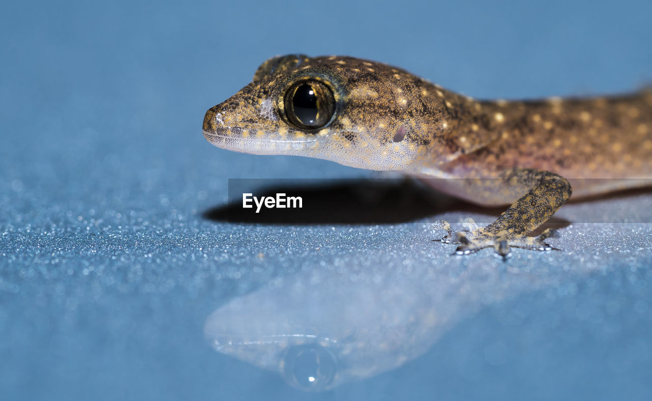 Close-up of lizard