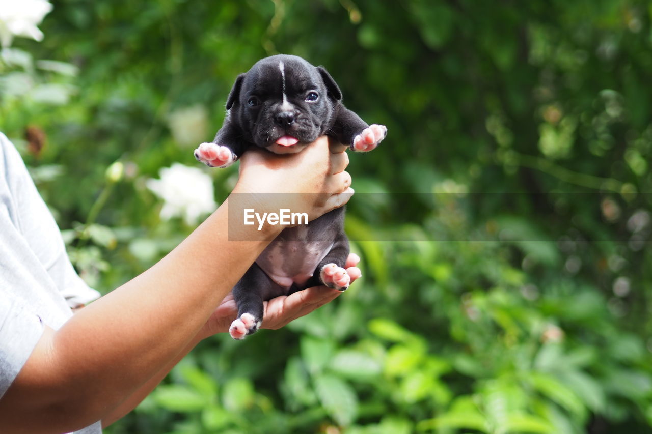 WOMAN HOLDING DOG