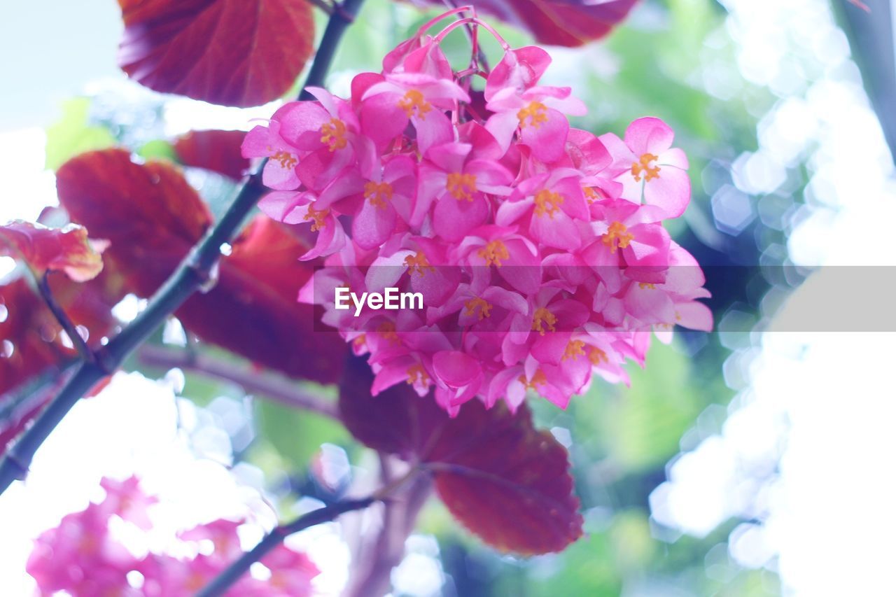 LOW ANGLE VIEW OF PINK FLOWERS BLOOMING OUTDOORS