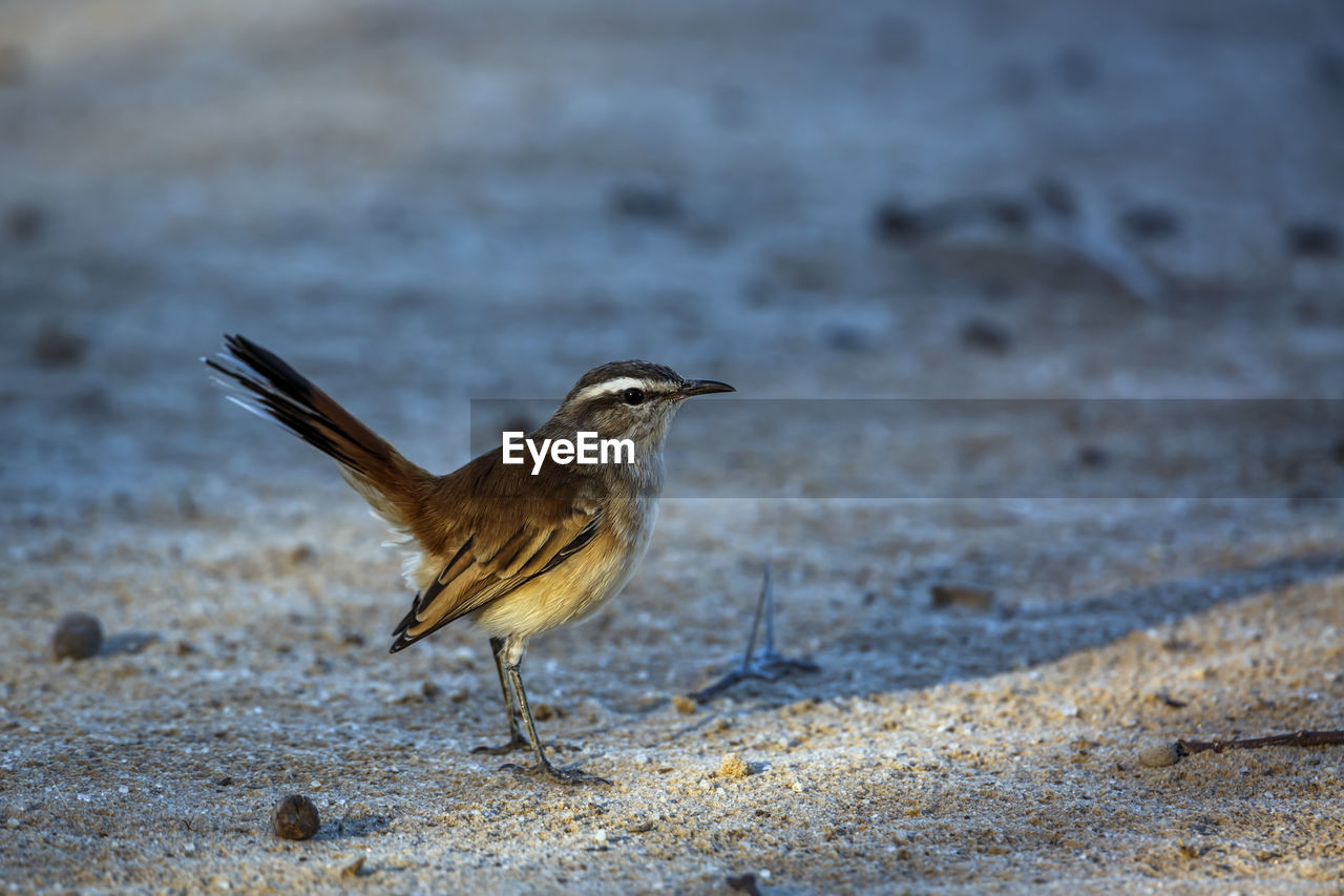 close-up of bird perching