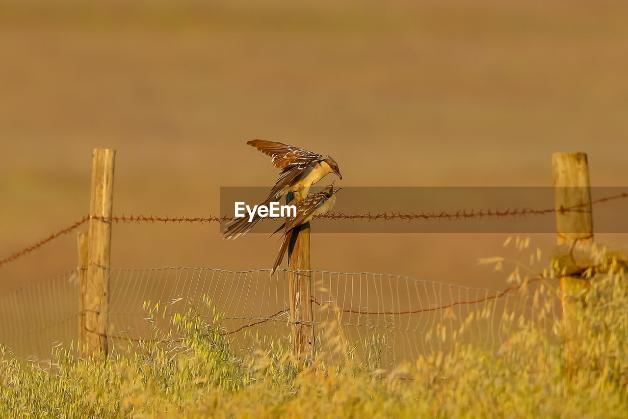 Birds perching on wooden post