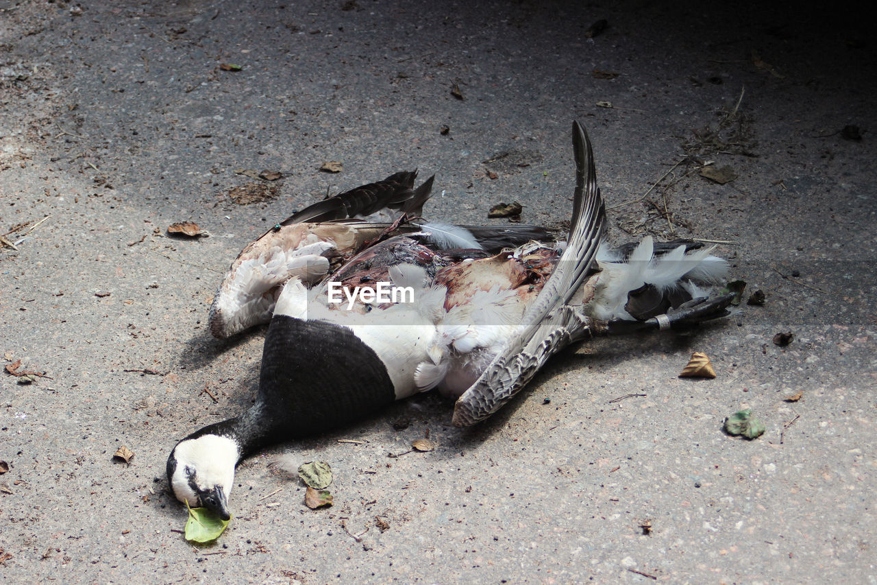 HIGH ANGLE VIEW OF DEAD FISH ON BEACH