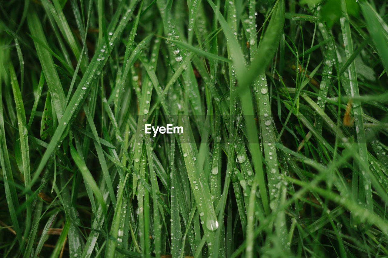 Close-up of wet grass during rainy season