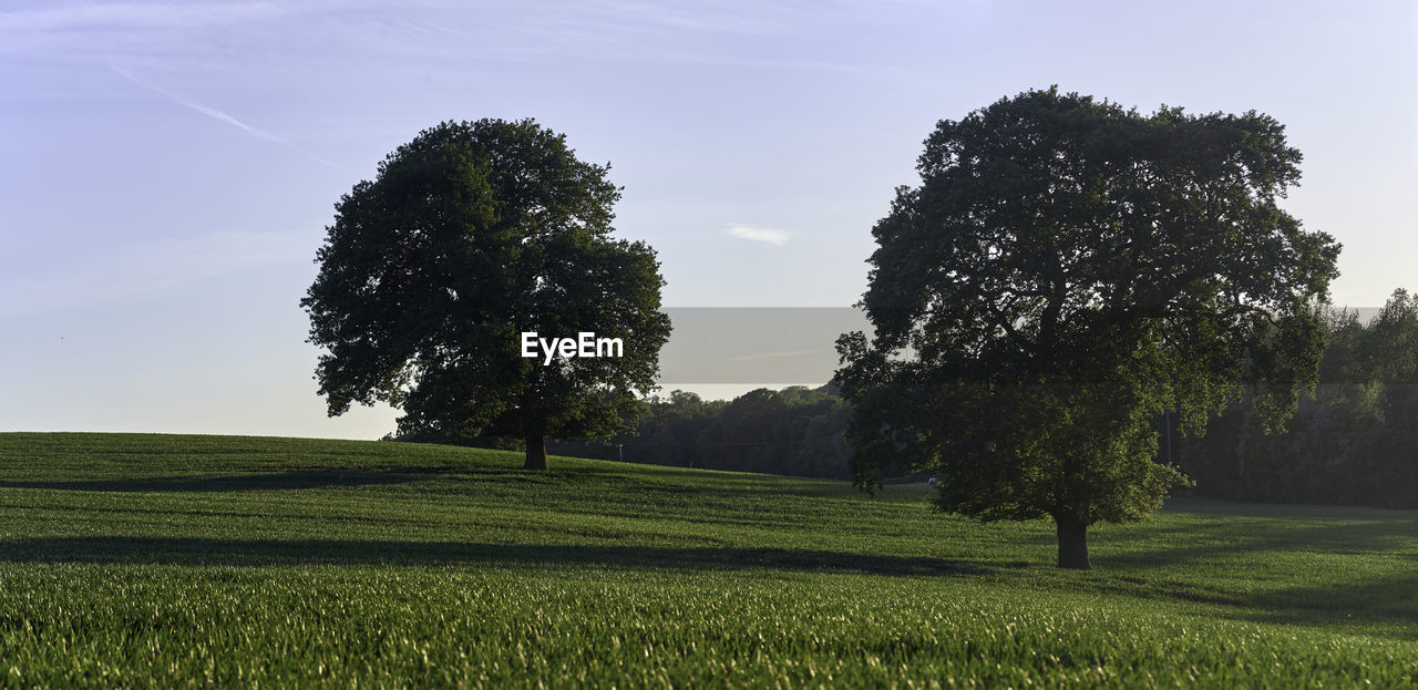 TREES GROWING IN FIELD