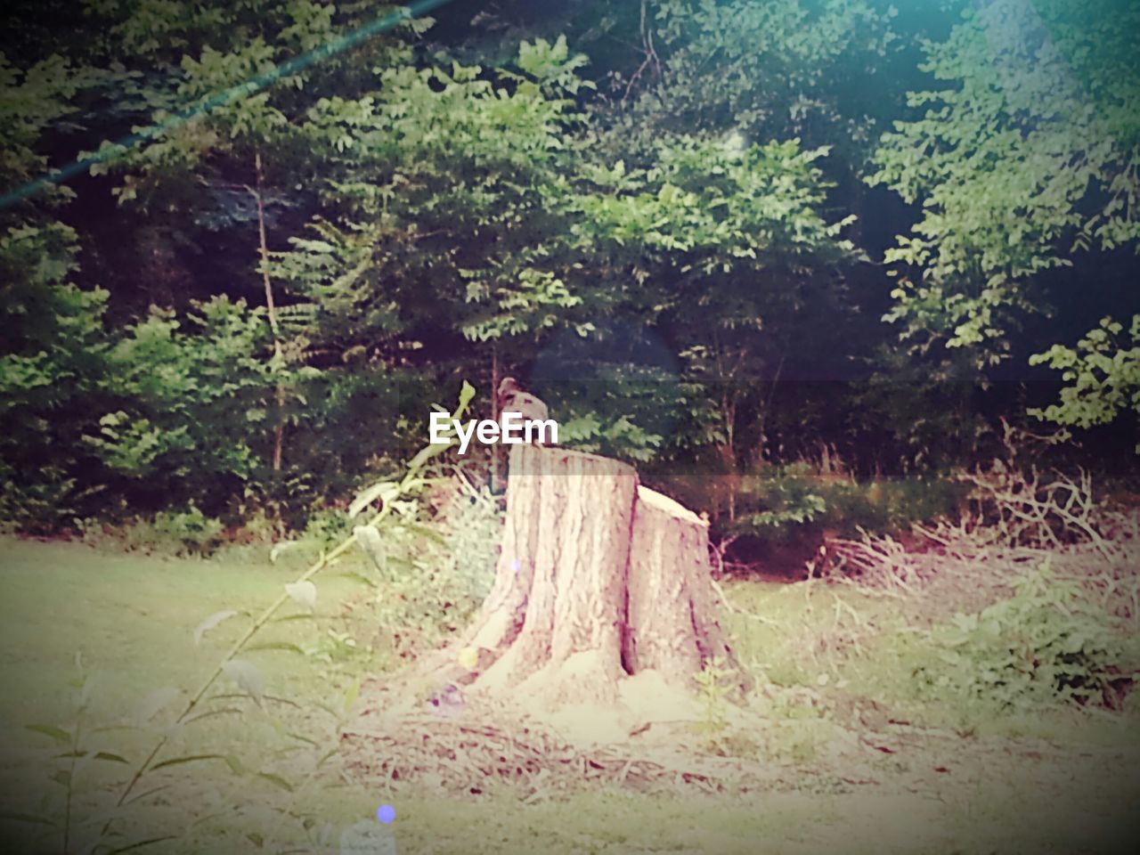 VIEW OF TREES IN FOREST