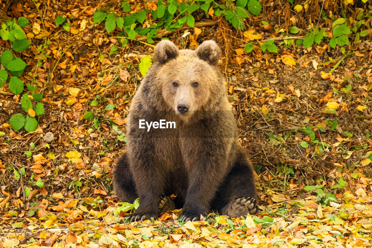 Close-up of a wild bear in the forest