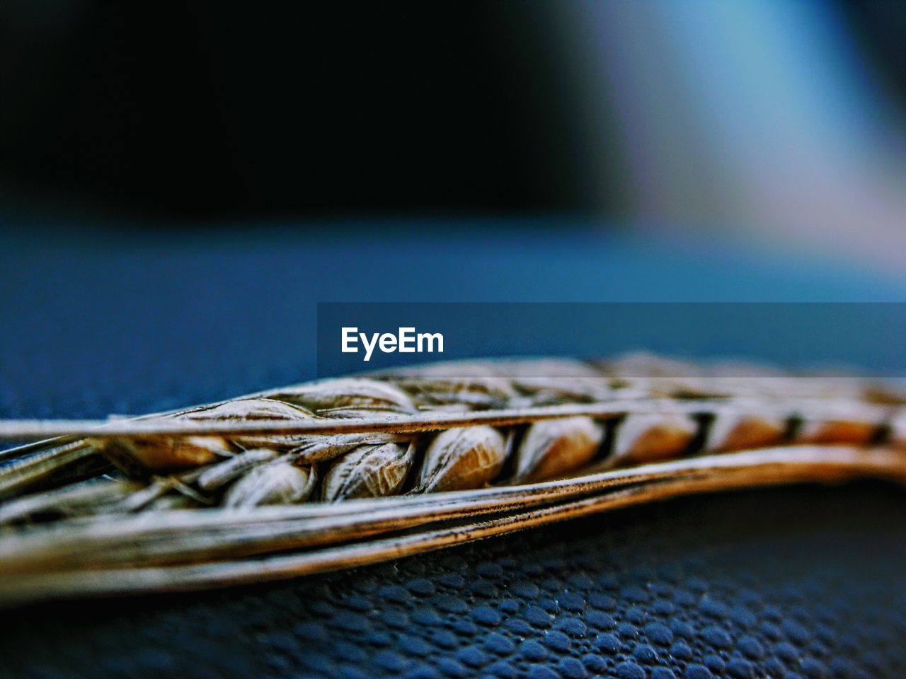 Close up of stalk of wheat on blue cloth