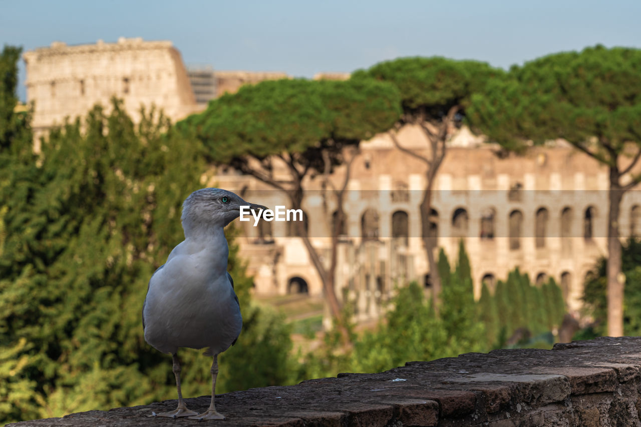 Seagull standing in front of colosseum