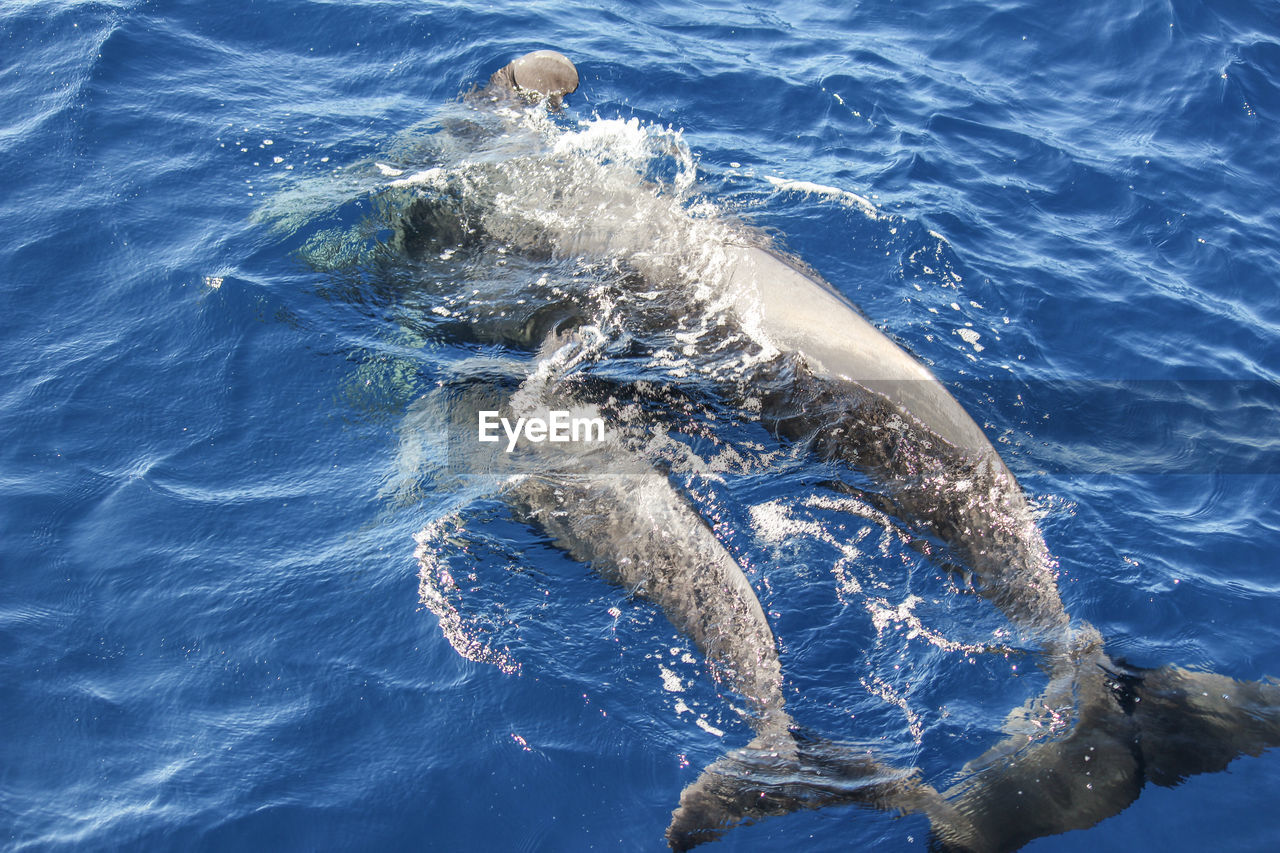 Pilot whales globicephala melas in the atlantic ocean at canary island tenerife