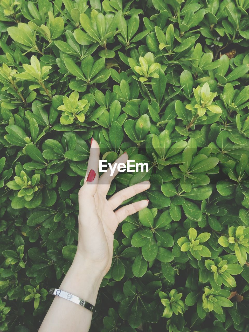 LOW SECTION OF WOMAN HAND ON PLANTS