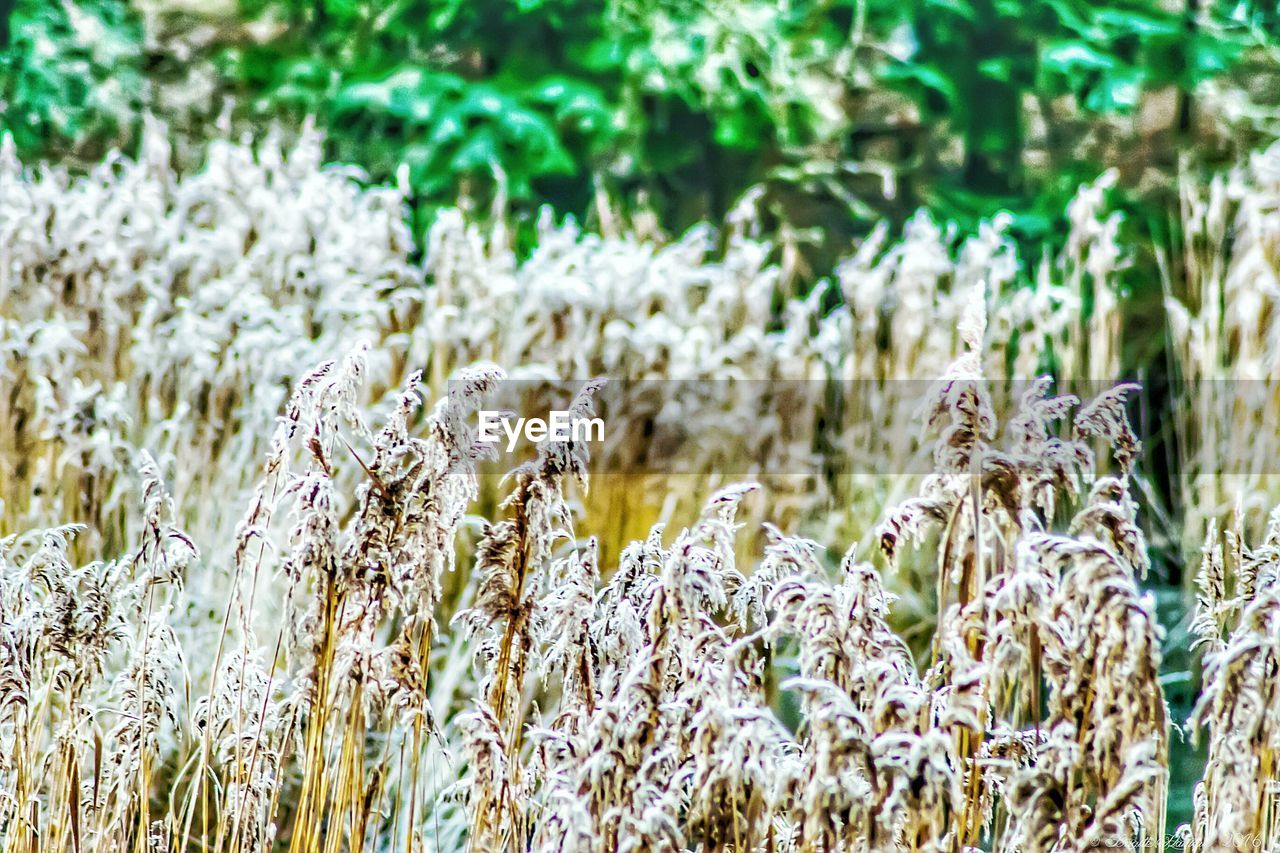 Close-up of plants growing on field