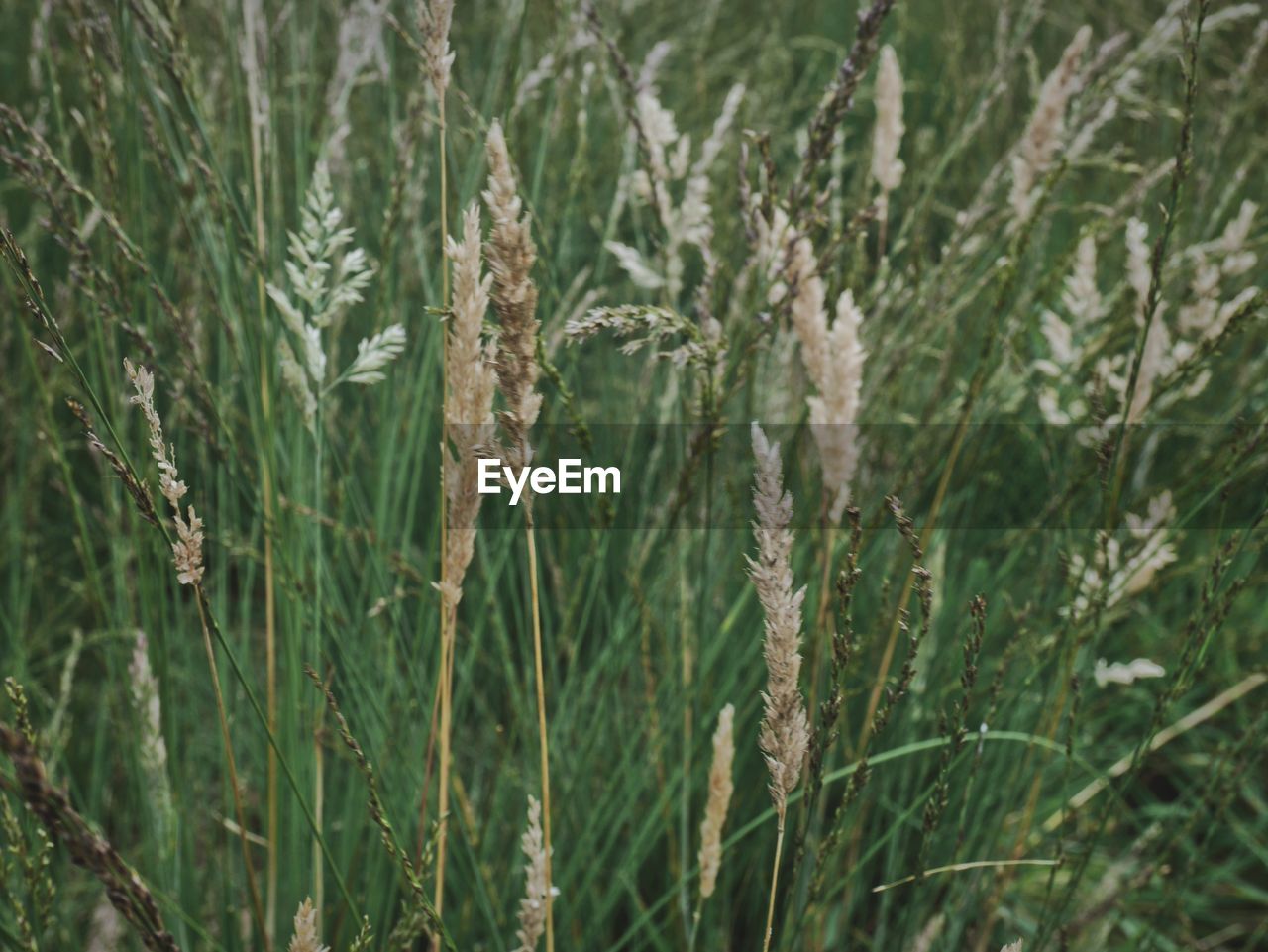 Close-up of plants on field