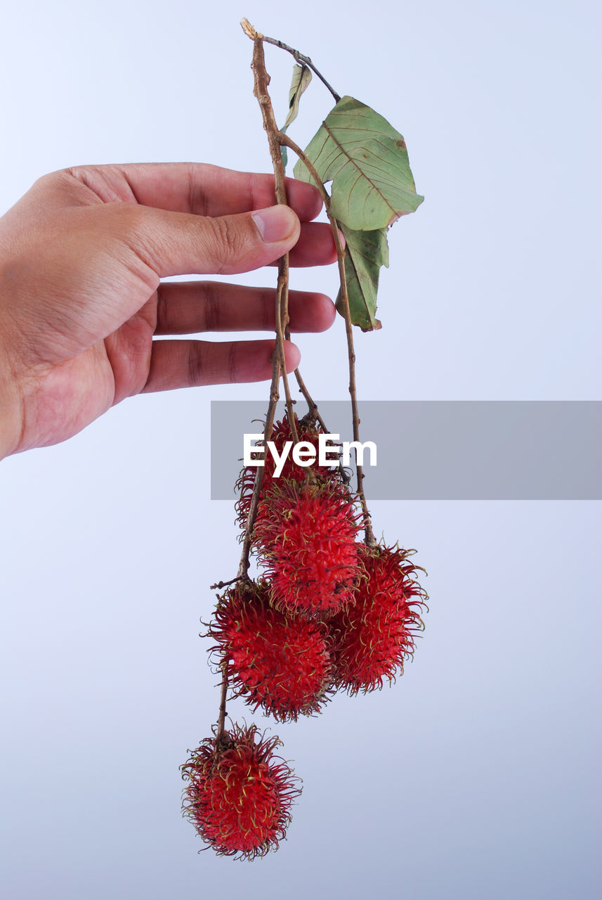 CLOSE-UP OF HAND HOLDING RED LEAF