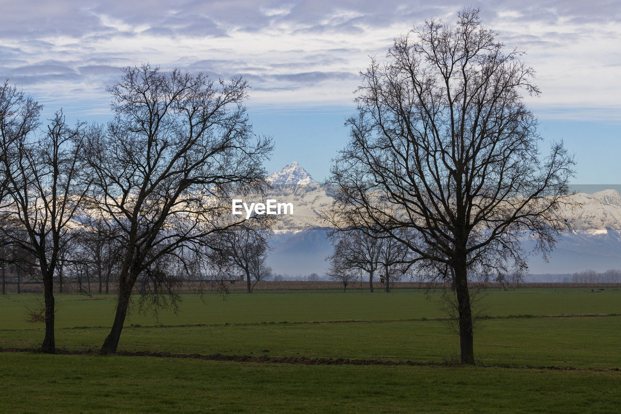tree, nature, plant, sky, cloud, environment, landscape, grass, beauty in nature, land, scenics - nature, field, bare tree, morning, tranquility, plain, no people, tranquil scene, rural area, meadow, branch, sunlight, rural scene, outdoors, non-urban scene, grassland, hill, agriculture, natural environment, green, prairie, blue, idyllic, horizon