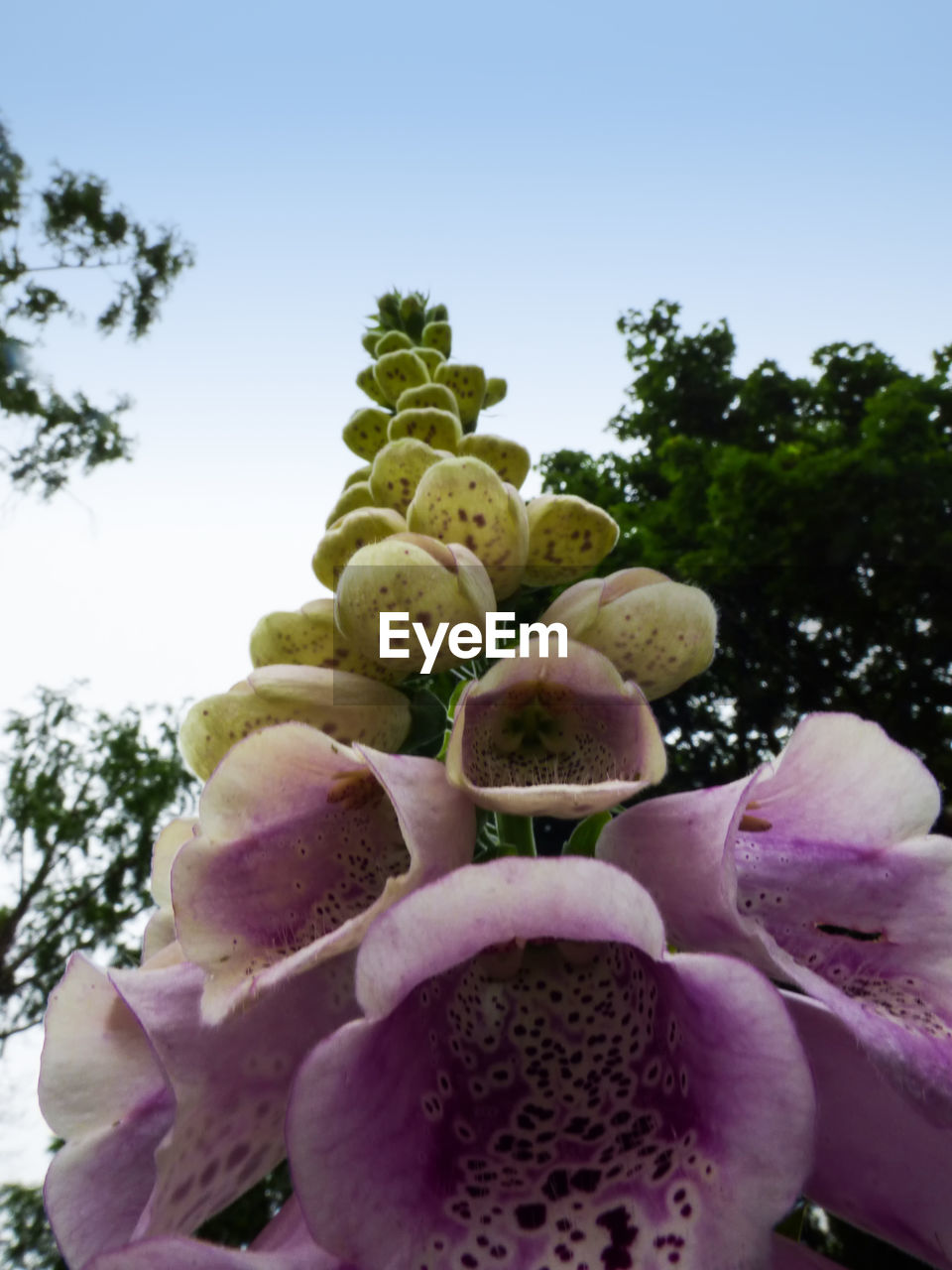 Close-up of flowers