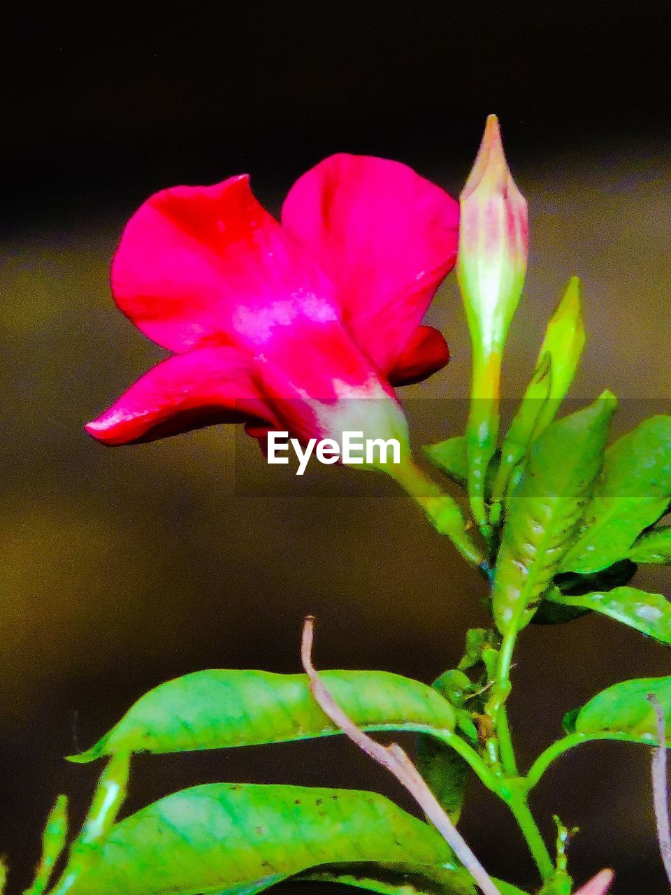 CLOSE-UP OF PINK FLOWER BLOOMING IN WATER