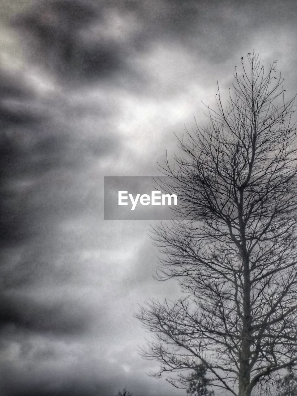 LOW ANGLE VIEW OF TREES AGAINST CLOUDY SKY