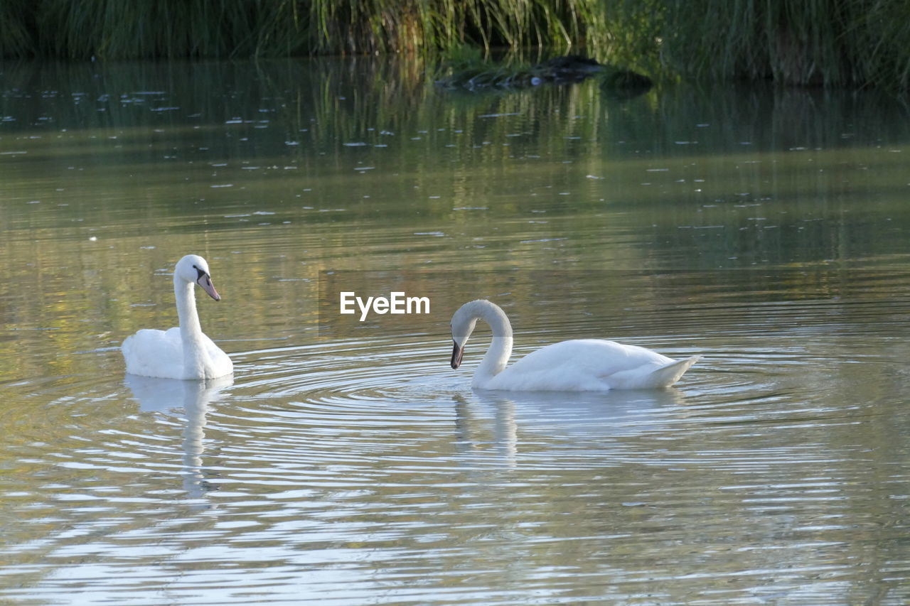 SWANS IN LAKE