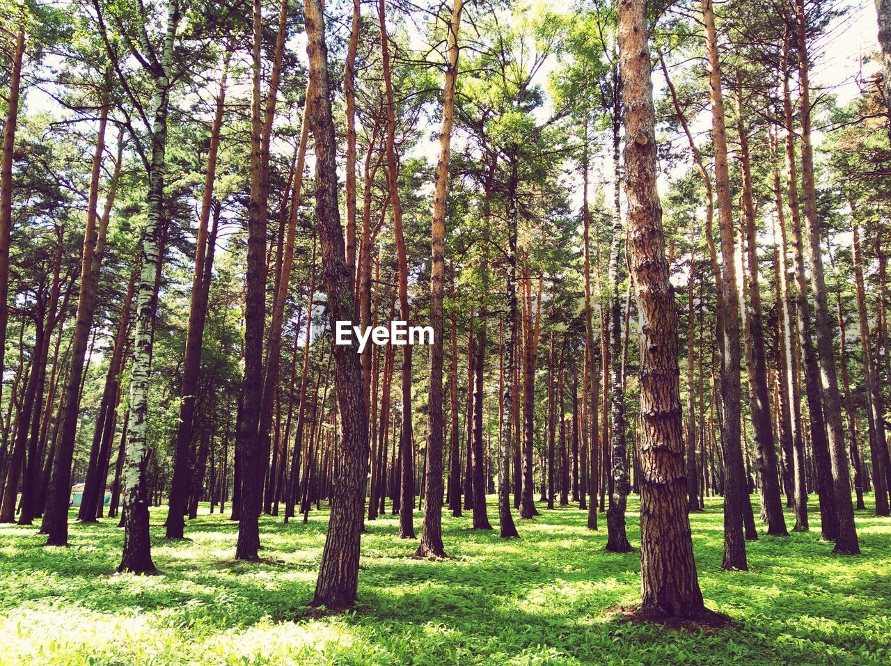 Trees in forest