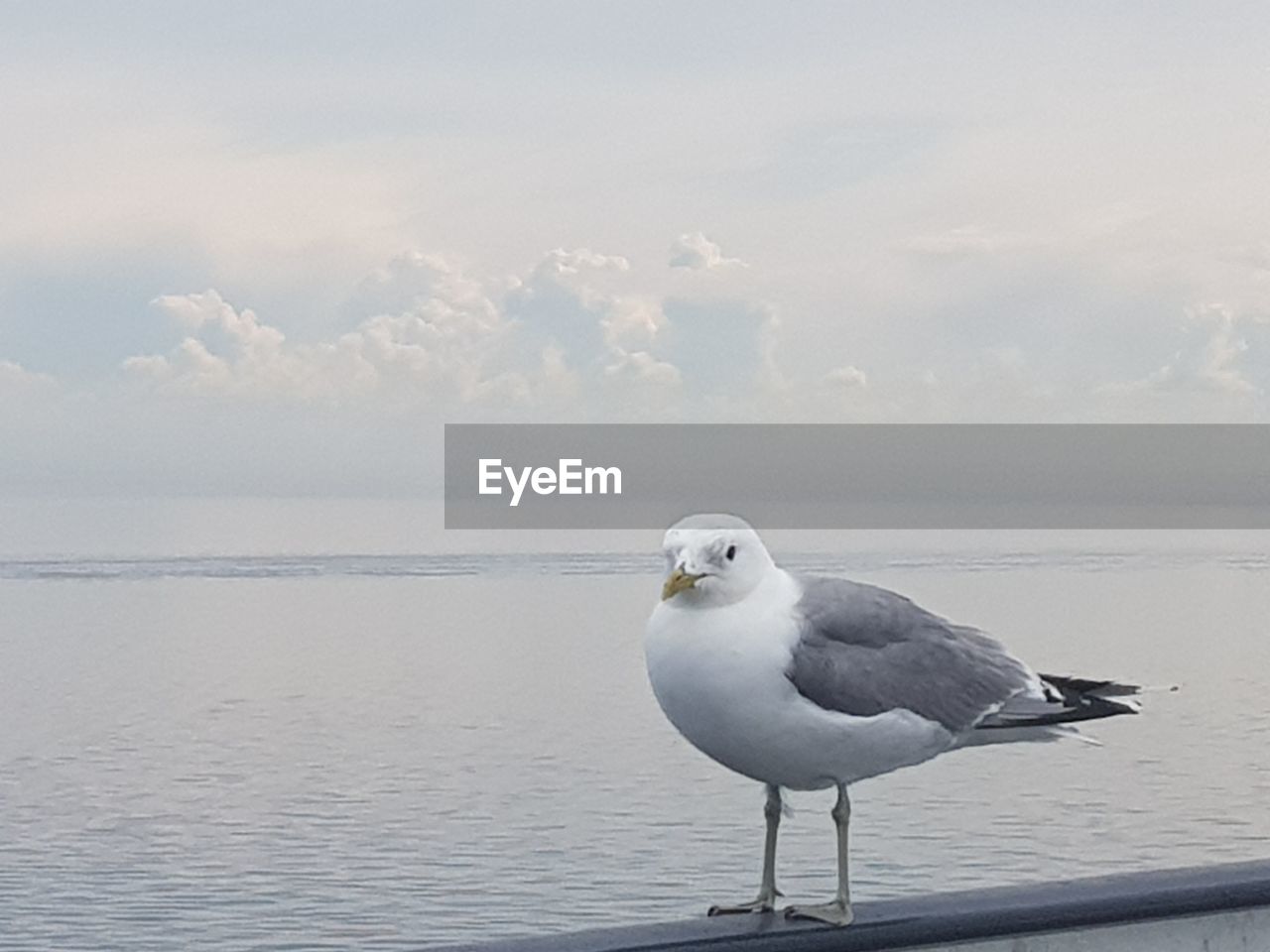 Seagull perching on a sea