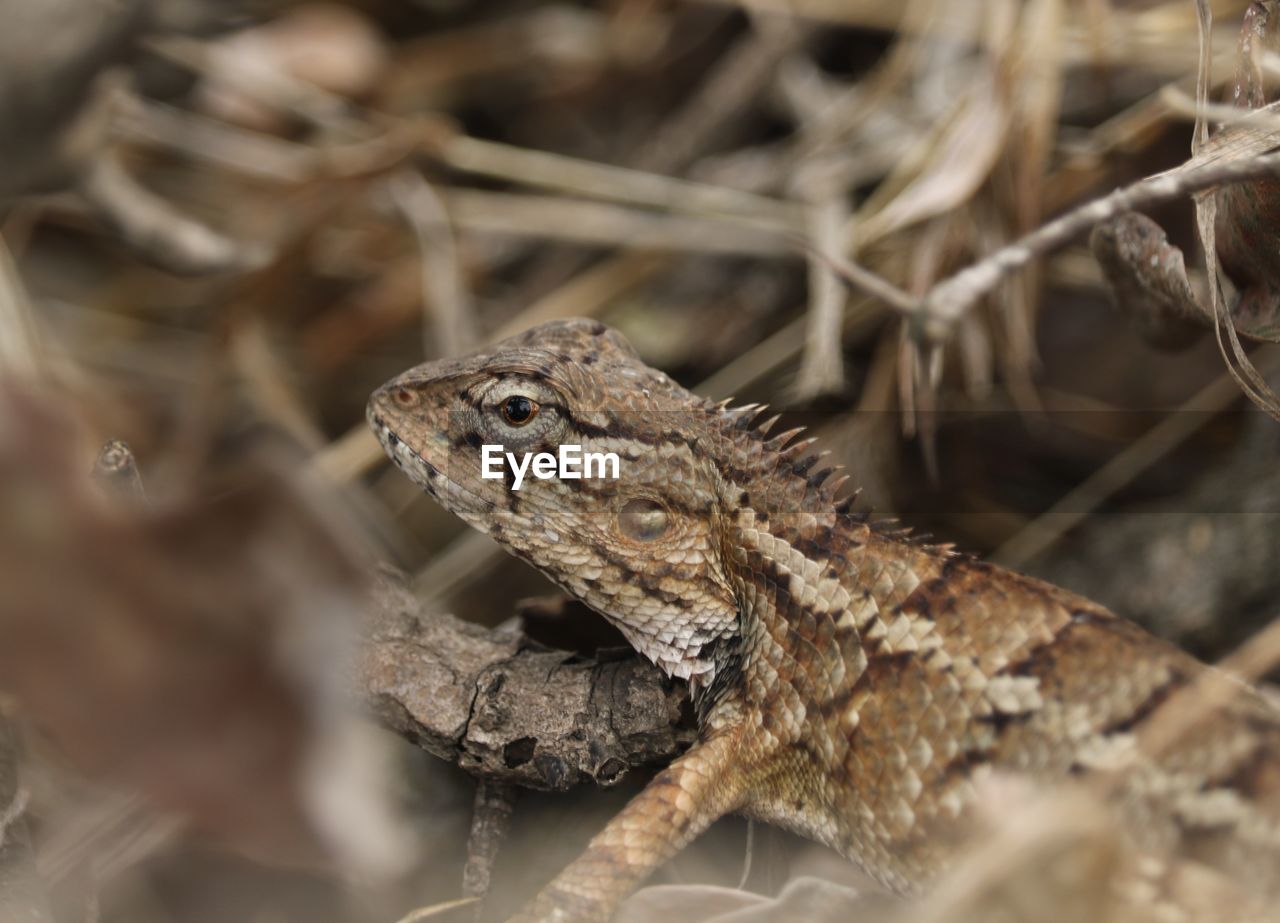 CLOSE-UP OF A LIZARD ON A ROCK