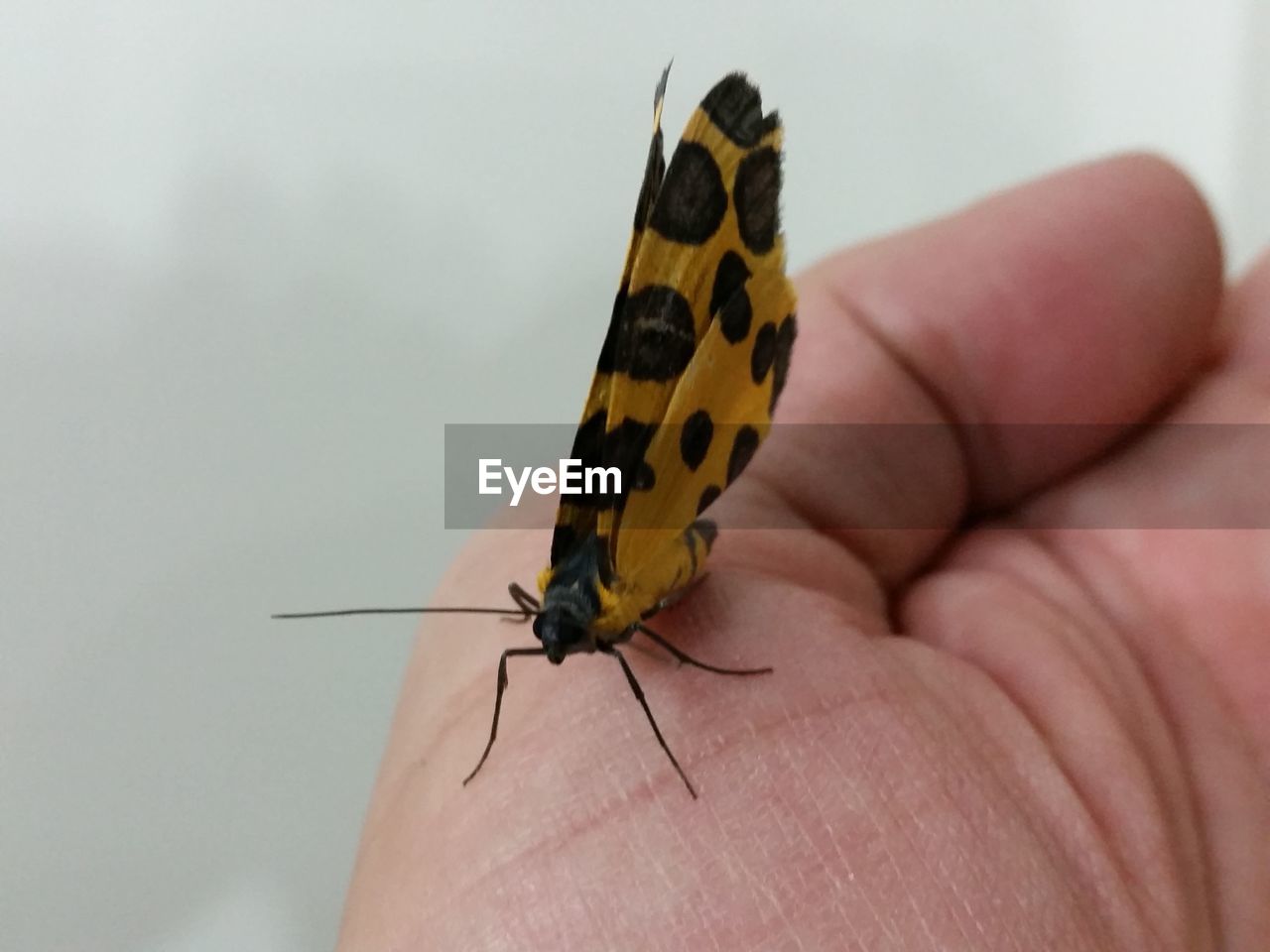 Close-up of butterfly on hand