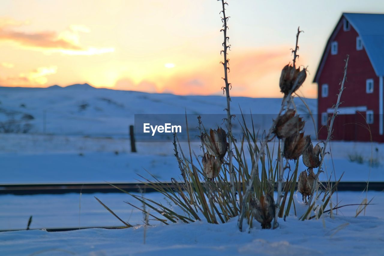 Plants growing on snow covered field against sky at sunset