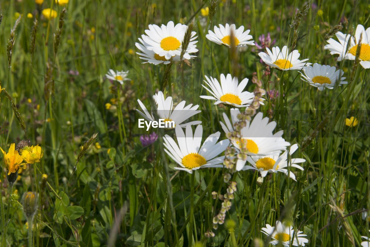 CLOSE-UP OF WHITE DAISY FLOWERS