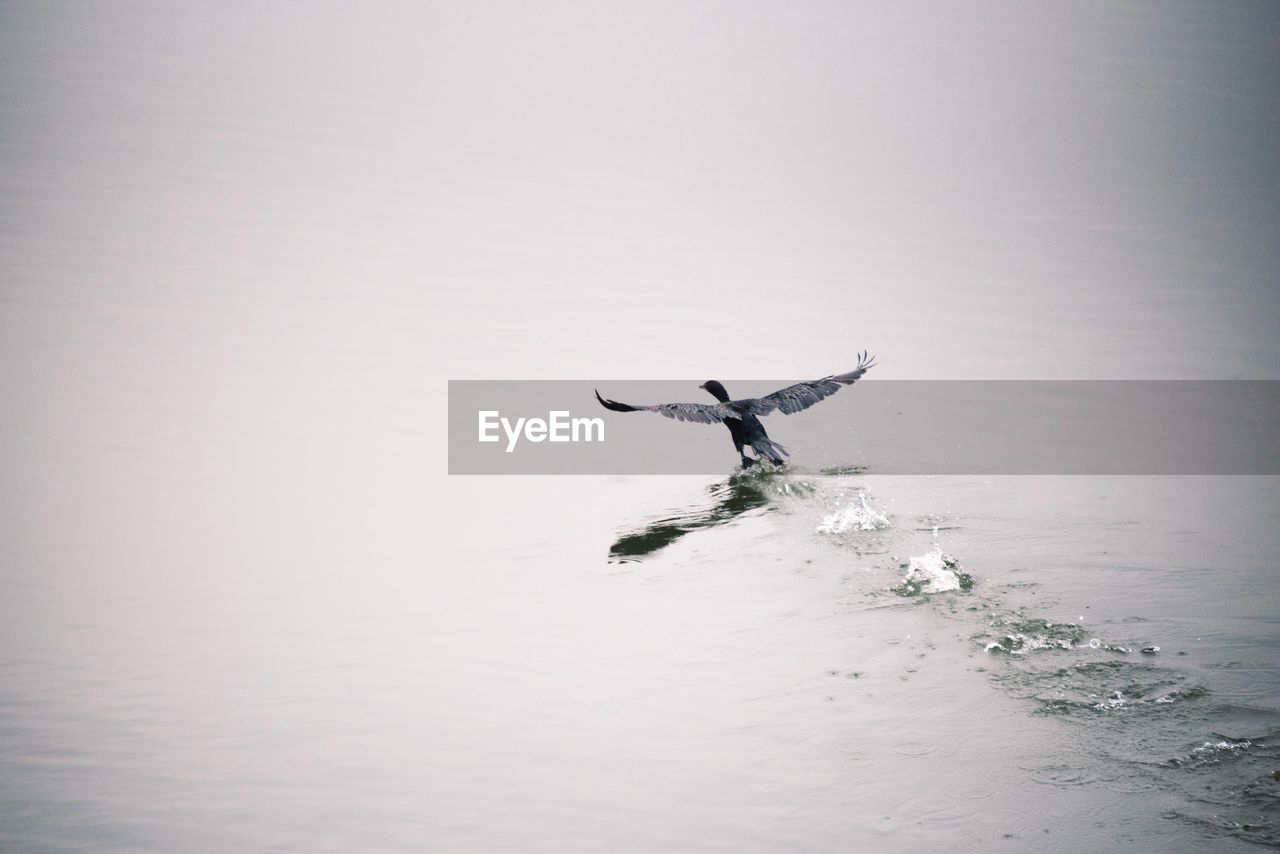 BIRDS FLYING OVER LAKE