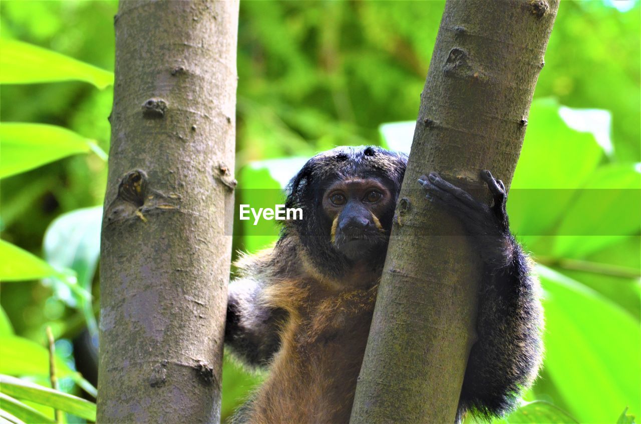 Close-up of a monkey on tree