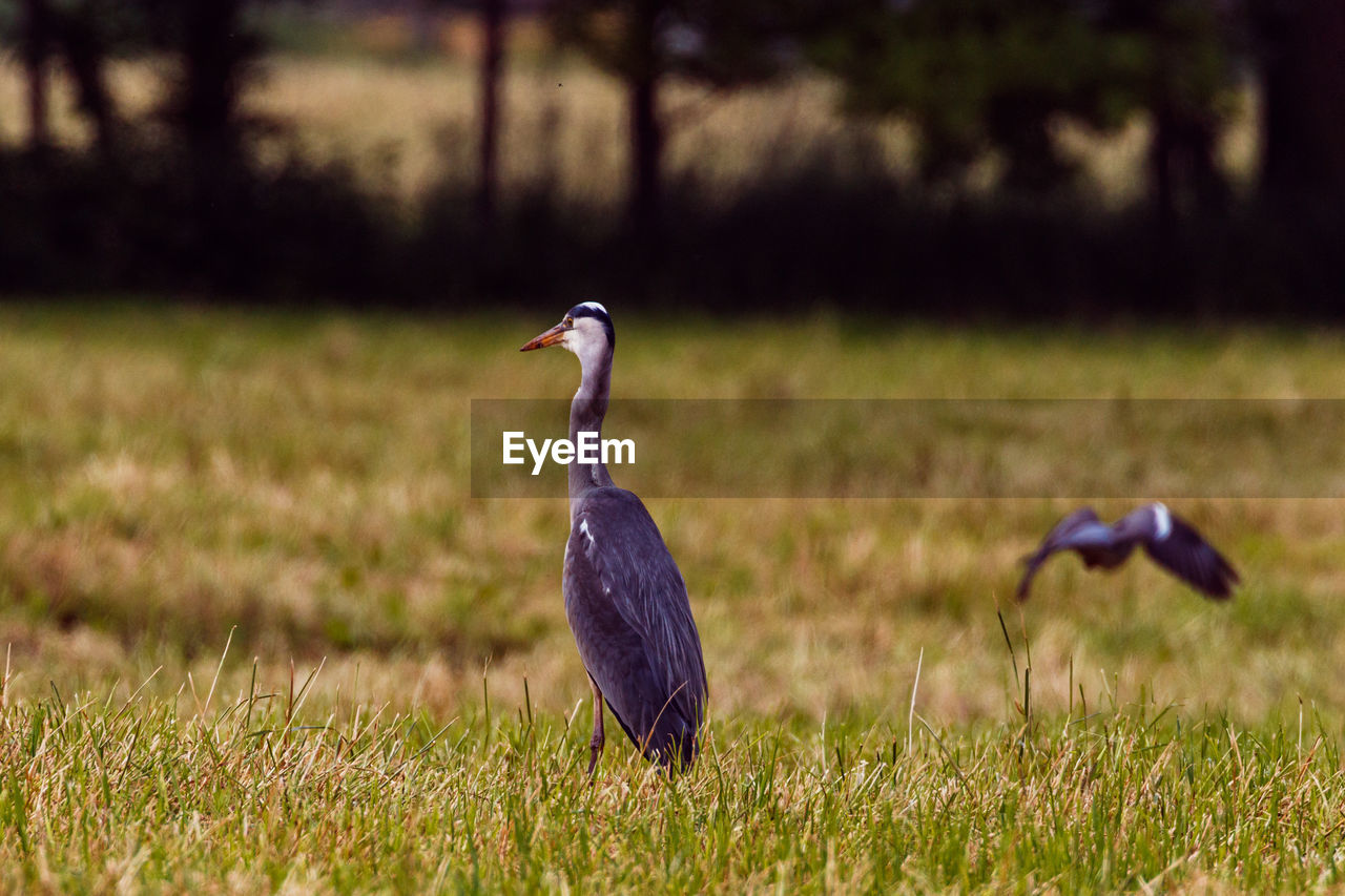 Bird perching on a field