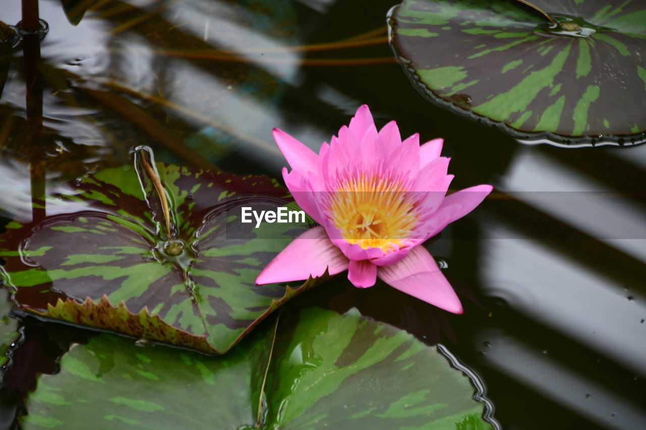 Close-up of lotus water lily in pond