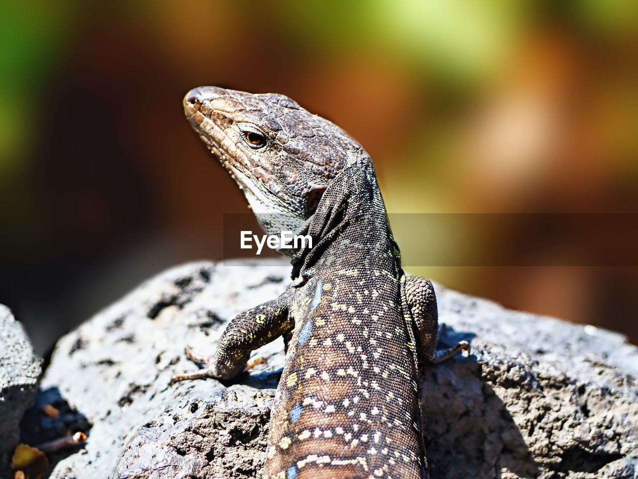 CLOSE-UP OF A LIZARD