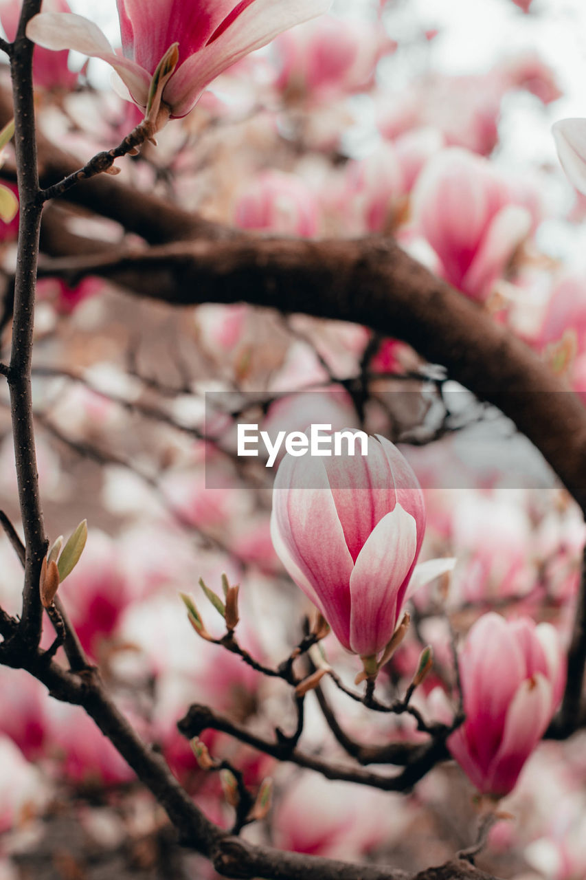 Close-up of pink cherry blossom