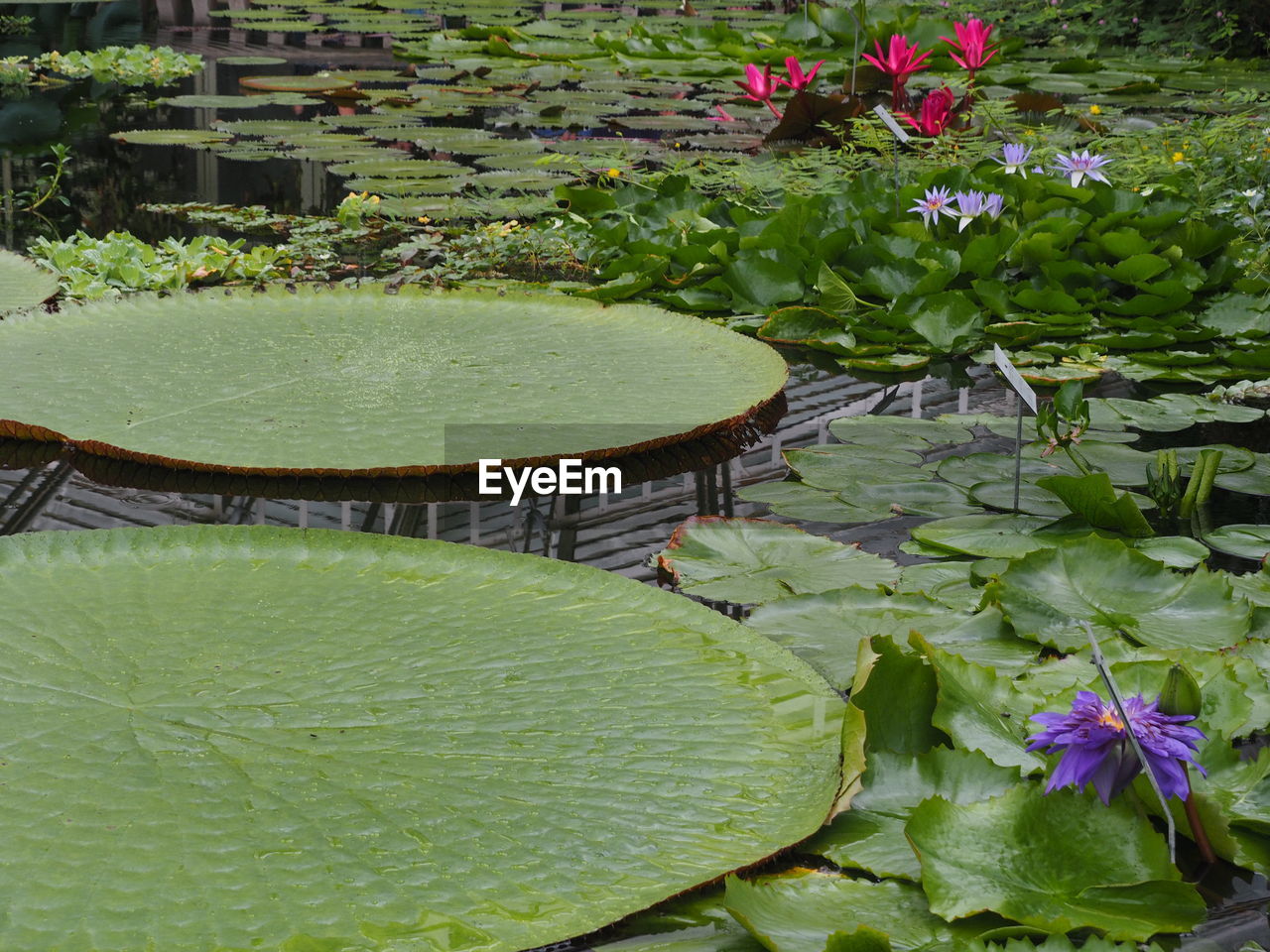 CLOSE-UP OF LOTUS WATER LILY IN POND