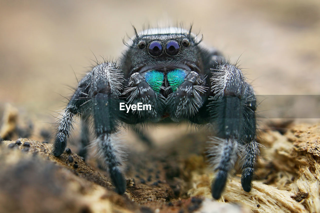 CLOSE-UP OF SPIDER ON THE FIELD