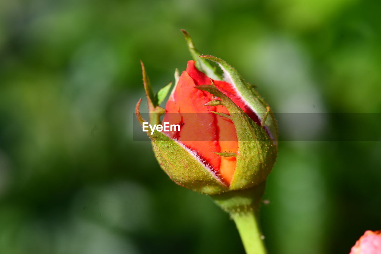 CLOSE-UP OF FLOWER BUD