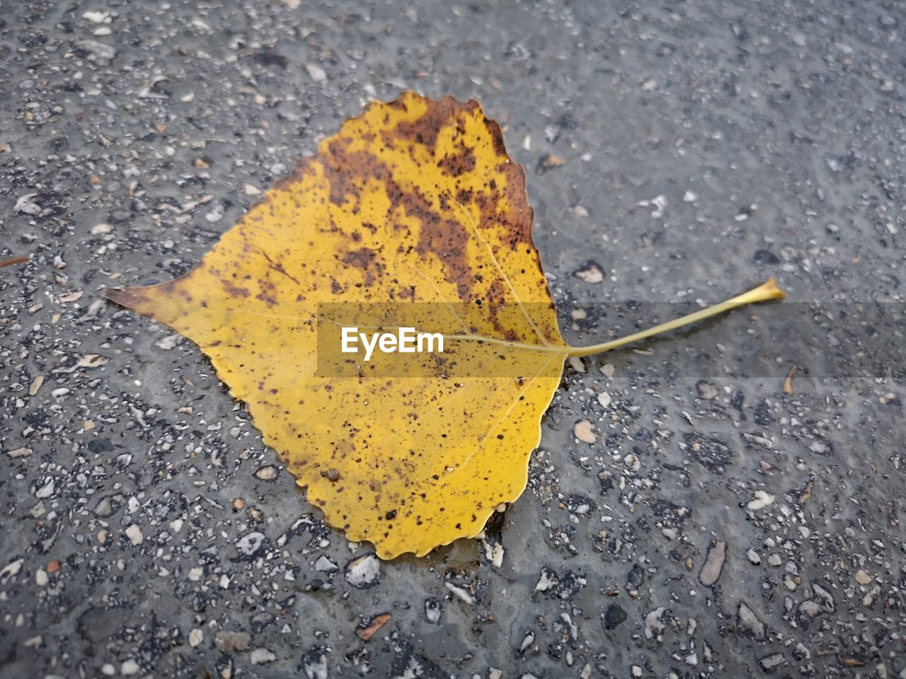 HIGH ANGLE VIEW OF YELLOW MAPLE LEAVES ON ROAD