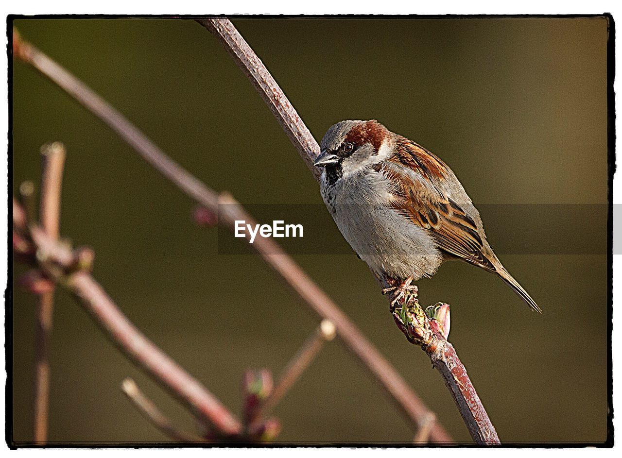 BIRD PERCHING ON BRANCH