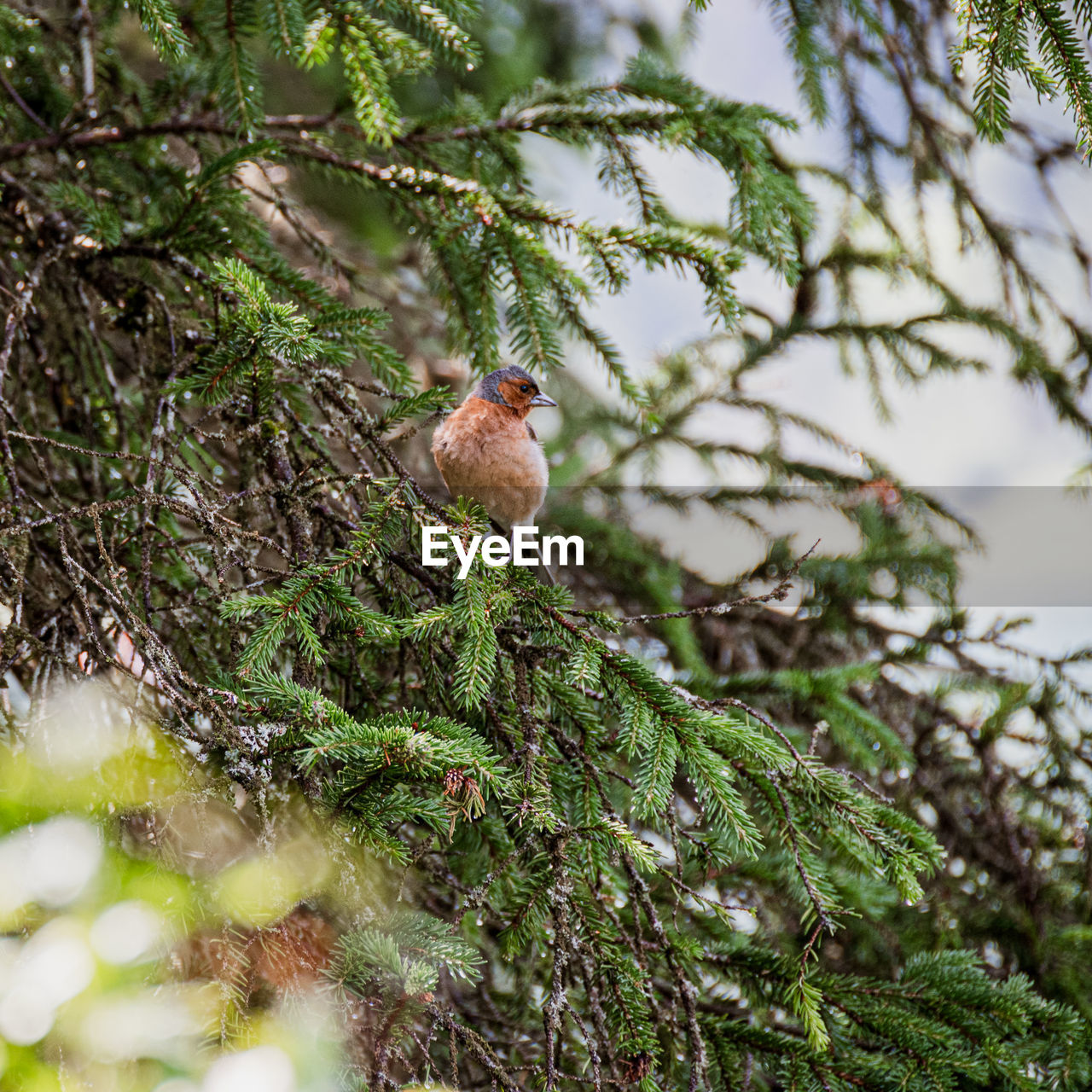 tree, plant, animal, nature, animal themes, branch, bird, animal wildlife, green, wildlife, one animal, leaf, flower, no people, perching, beauty in nature, outdoors, forest, day, low angle view, selective focus, pinaceae, coniferous tree, growth, pine tree, land, mammal