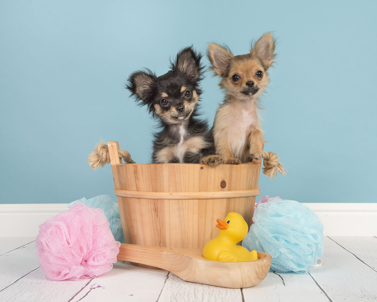 VIEW OF A DOG AGAINST BLUE BACKGROUND