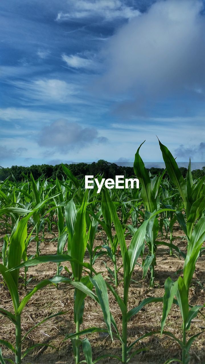 Plants growing on field against sky