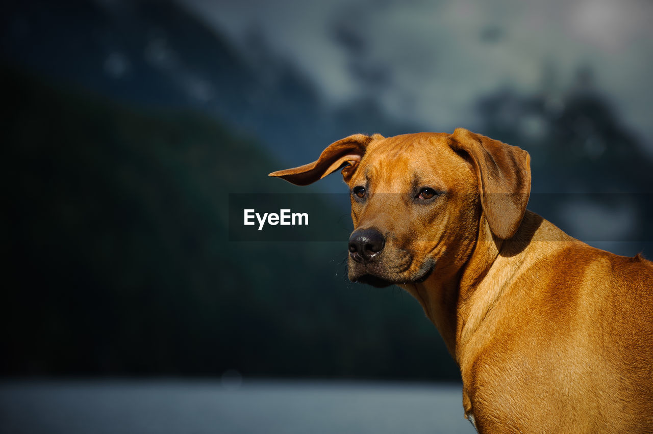 Close-up portrait of rhodesian ridgeback