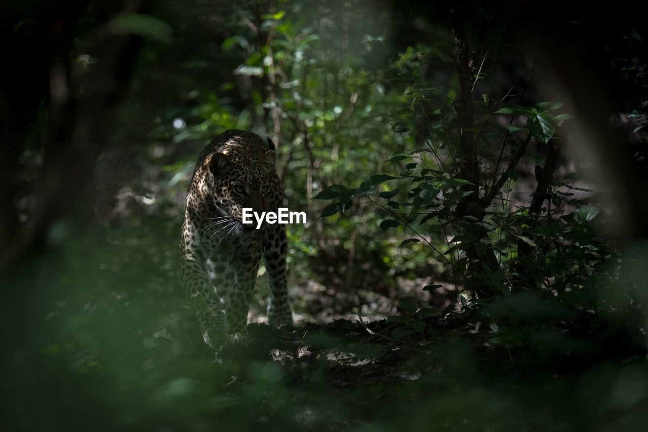 VIEW OF A BIRD IN THE FOREST