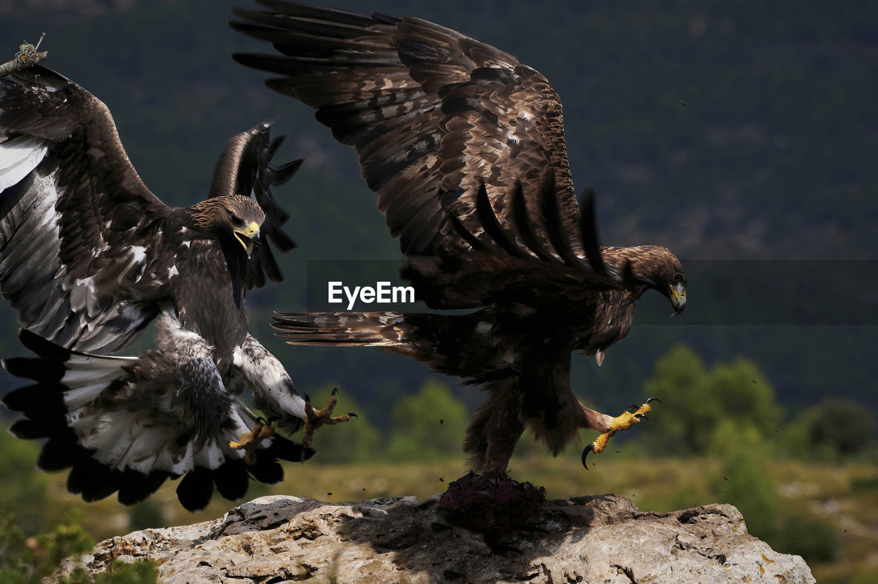 Side view big wild eagles flying near mountains on blurred background