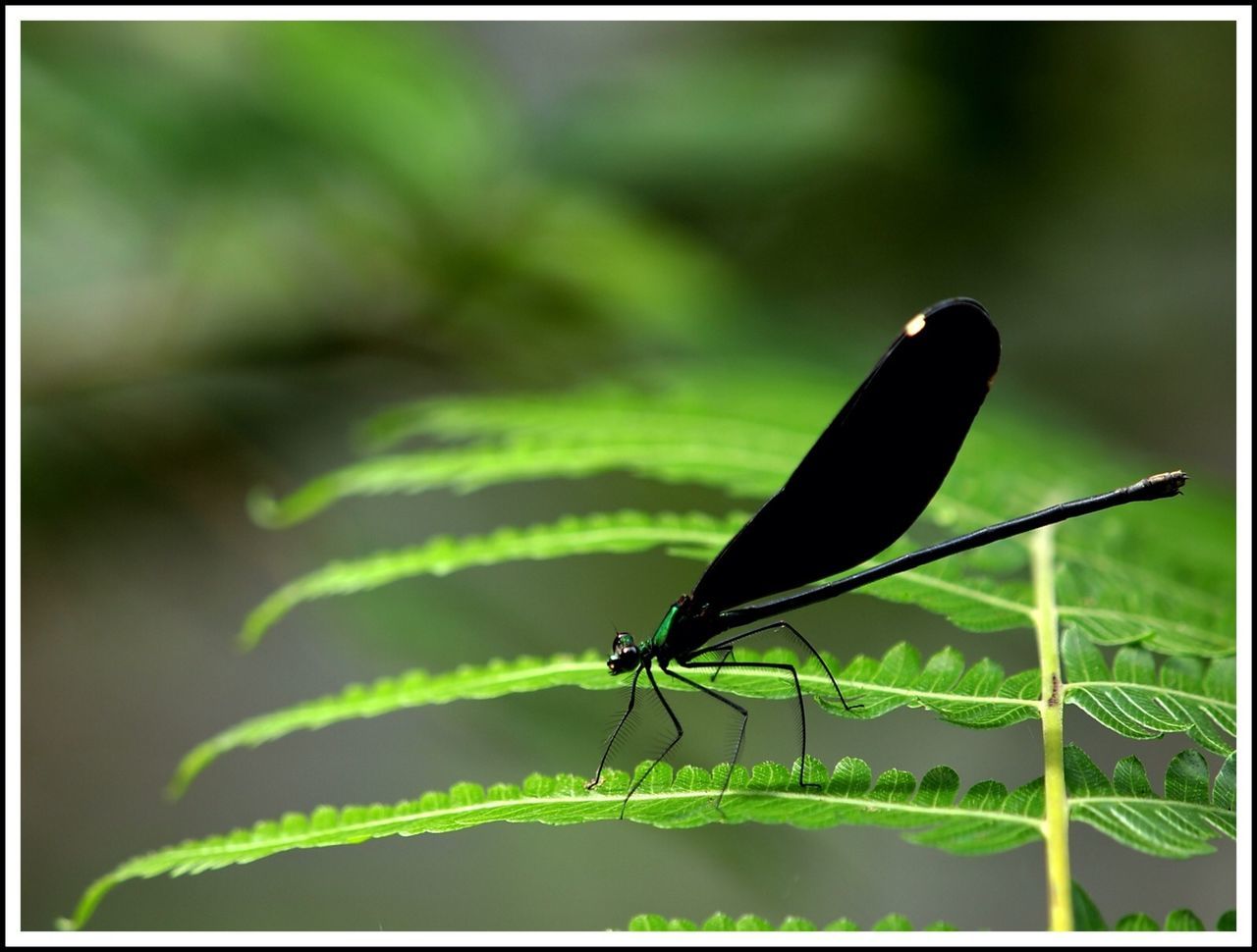 Close-up of dragonfly on leaf